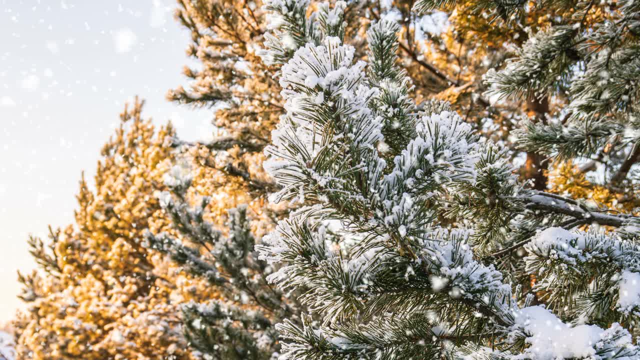 冬天的背景。柔软的降雪。美丽的白雪皑皑的松树树枝在前景…下雪，冬天，新年的概念，圣诞节，节假日。视频素材