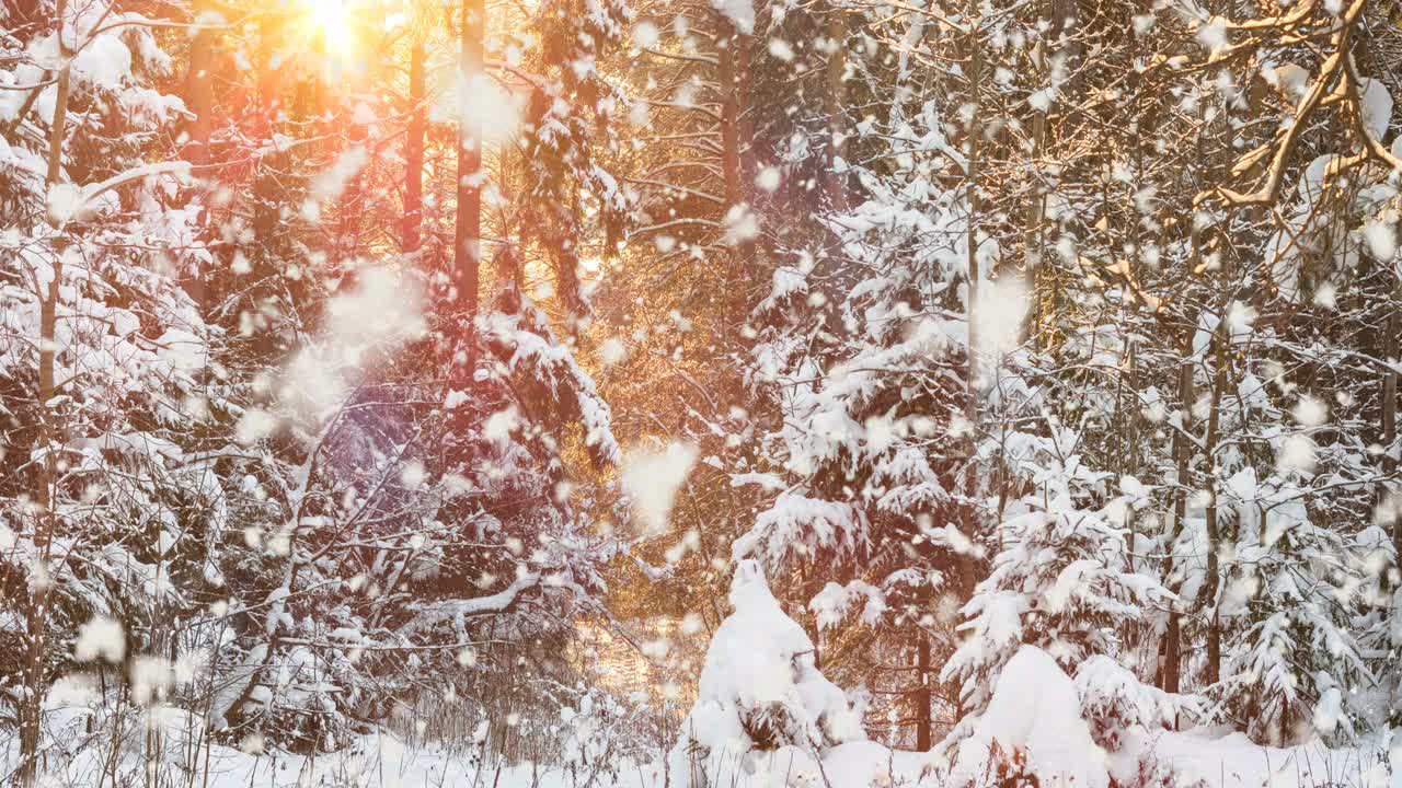 冬季景观与雪冷杉森林和轻微降雪在风景日落或日出。视频素材