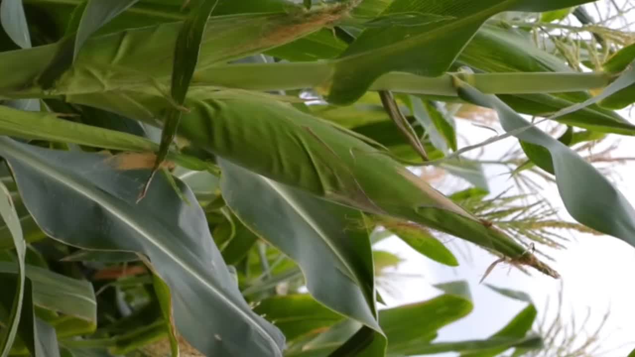 未摘的玉米芯在风中移动的特写细节视频下载