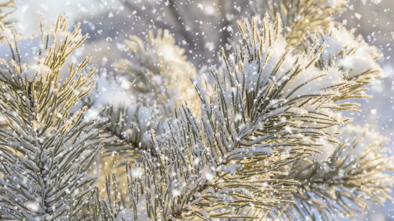 冬天的背景。柔软的降雪。美丽的白雪皑皑的松树树枝在前景…下雪，冬天，新年的概念，圣诞节，节假日。视频素材