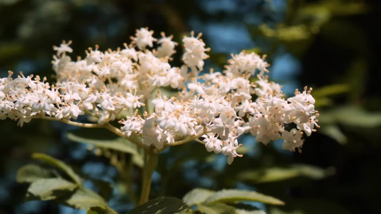 欧洲黑色接骨木(Sambucus Nigra)花的特写视频素材