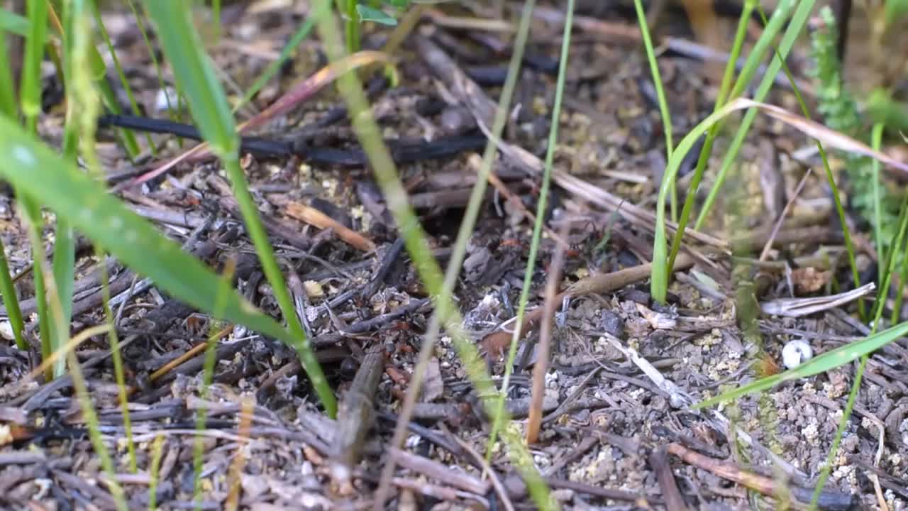 普通的欧洲大蚂蚁在野外筑巢视频下载