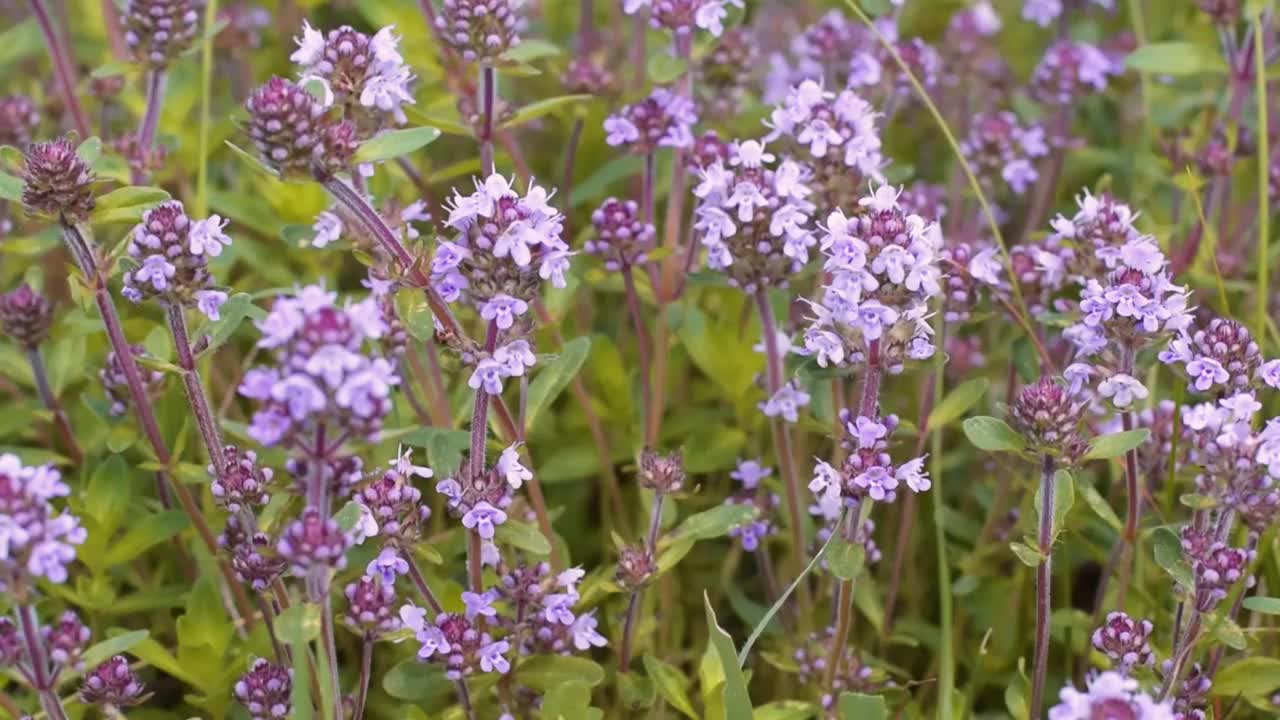 野生百里香(Thymus serpyllum)是一种著名的茶药草视频下载