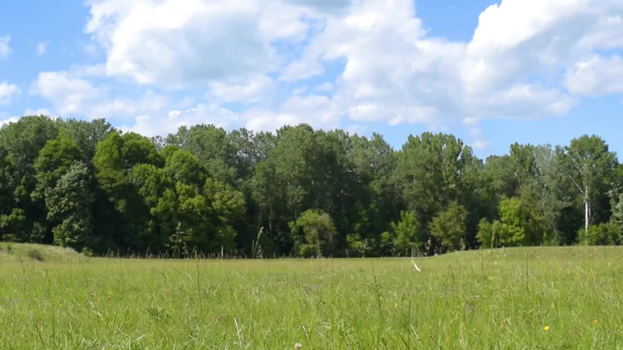 夏日的风景自然牧场前景，以绿色的森林和蓝天为背景视频下载