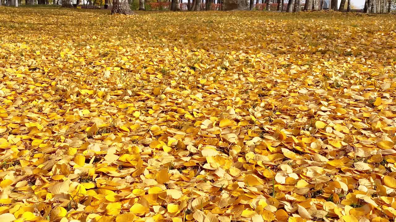 秋天的风景与黄叶。金色的叶子从树上飘落在地上视频素材