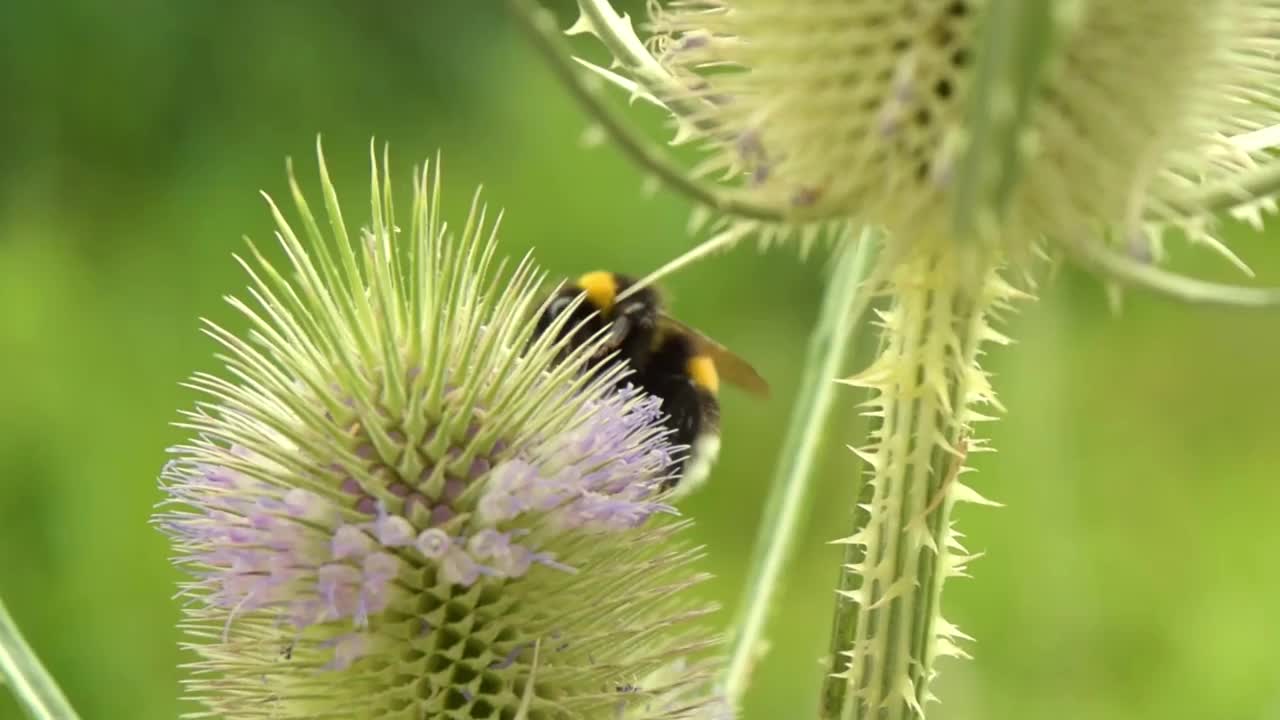 夏天，大黄蜂在断舌花上视频下载