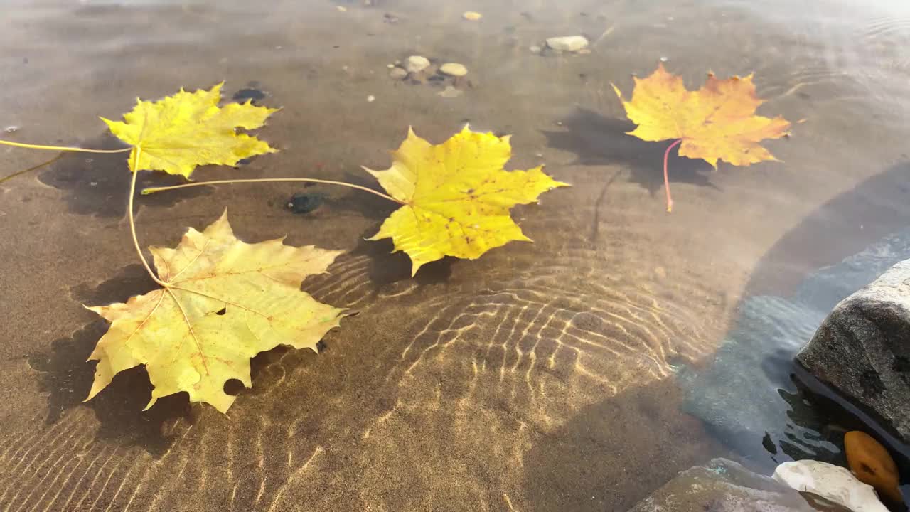 秋天的作文，黄色的枫叶在水面上。落在水中的金叶视频素材