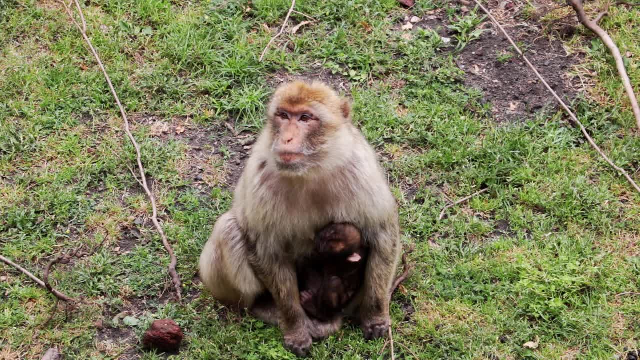 近距离拍摄一只猴子和一只坐在地上的幼崽视频素材