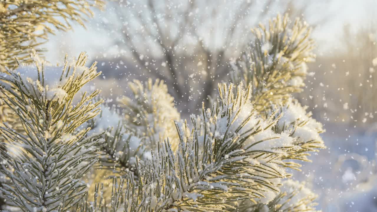 冬天的背景。柔软的降雪。美丽的白雪皑皑的松树树枝在前景…下雪，冬天，新年的概念，圣诞节，节假日。视频素材