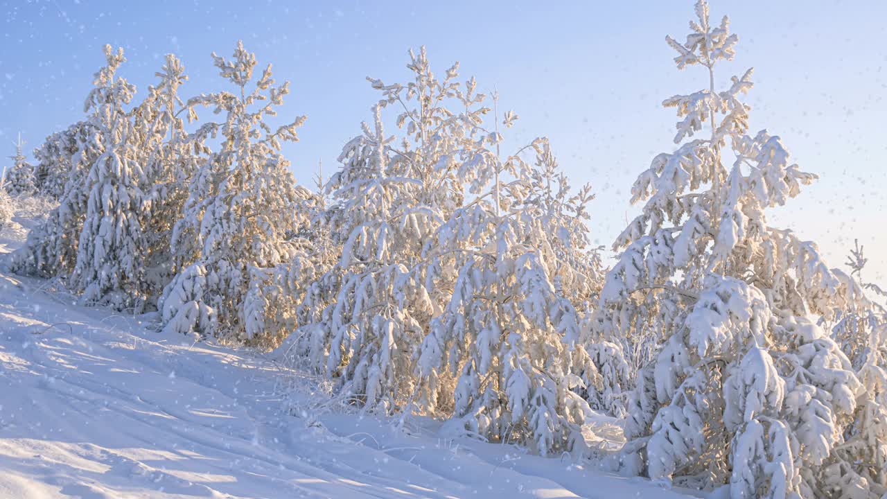 冬天的森林里有软绵绵的雪。日落时美丽的冬季风景。云杉树枝在雪地里。从山顶上看视频素材