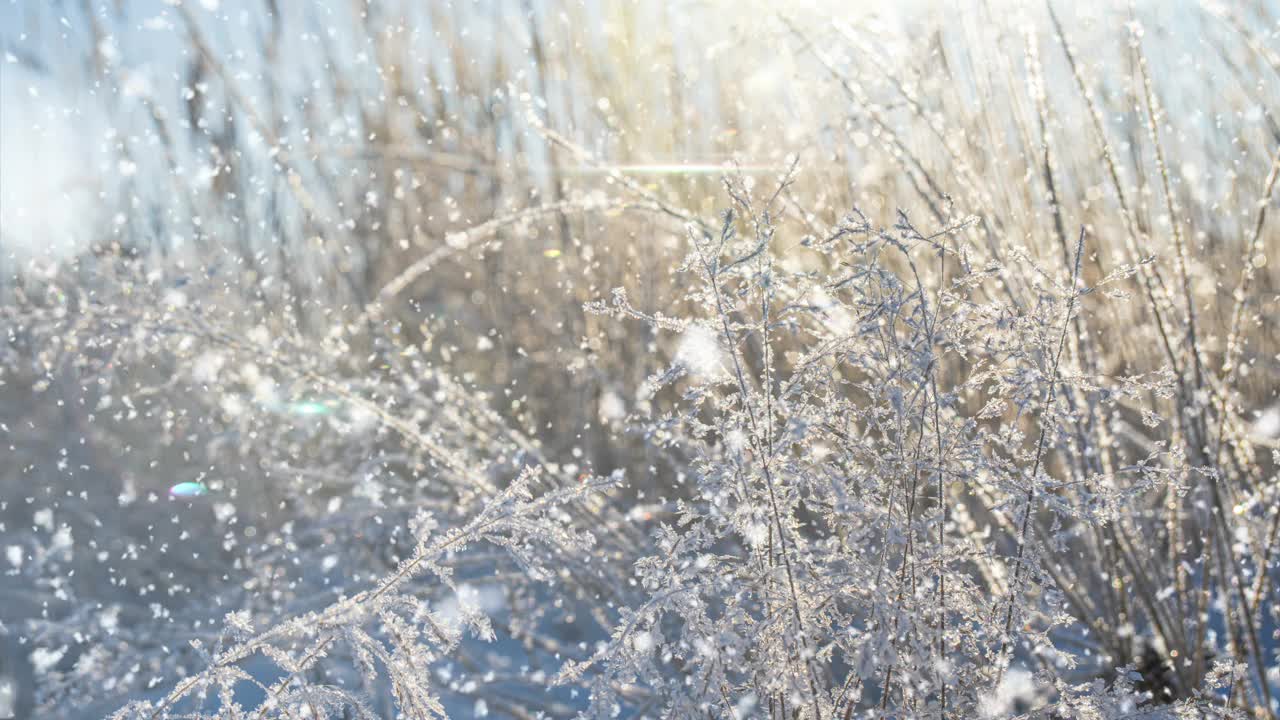 严寒的天气。冬天的背景。冬天森林里的软雪。初霜在冻结的田野植物特写。阳光明媚的早晨。有选择性的重点。自然模糊光散景视频素材