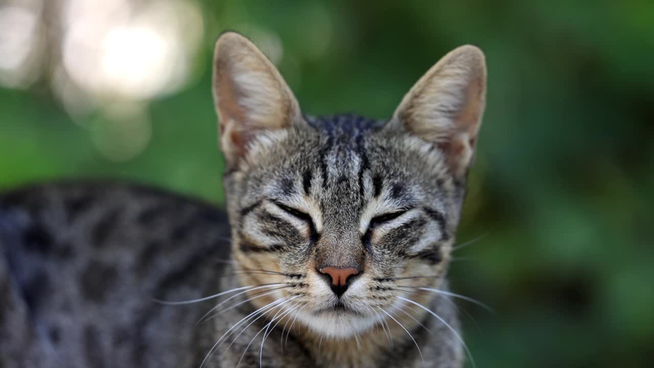 美丽的虎斑猫视频素材