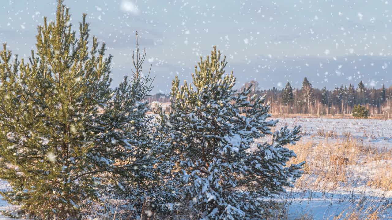 冬天的背景。柔软的降雪。美丽的白雪皑皑的松树树枝在前景中。下雪，冬天，新年的概念，圣诞节，节假日。视频素材