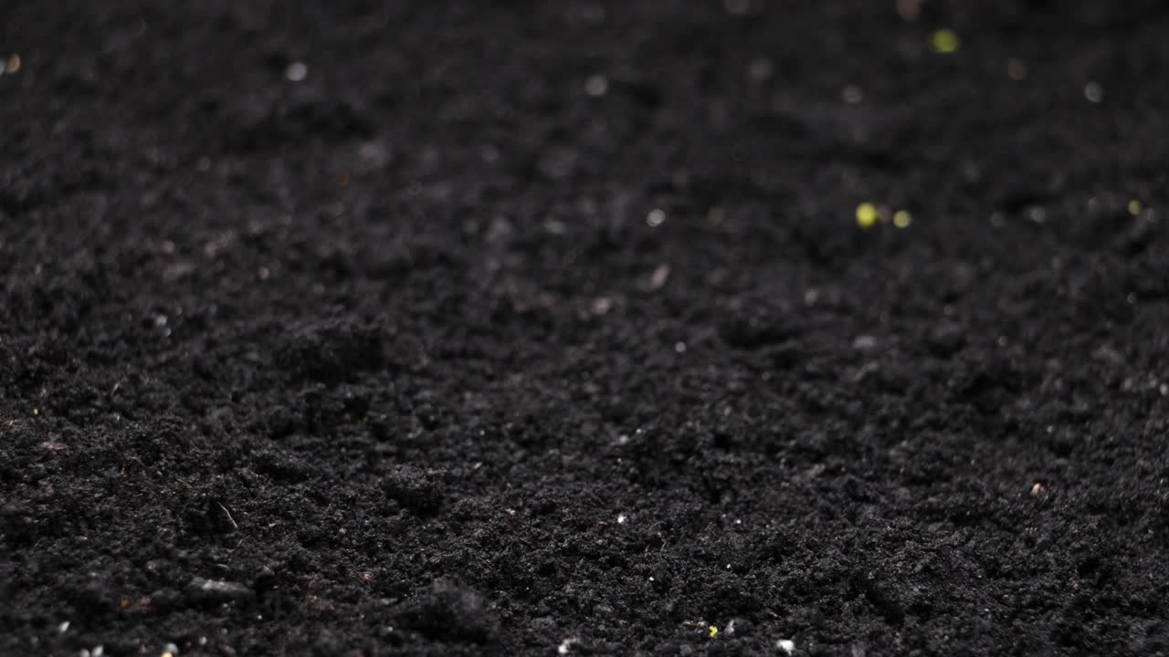 在温室农业中，植物生长在春季间隔，苗芽萌发新生的西洋菜沙拉植物视频素材