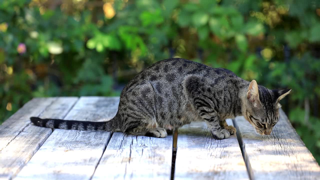 美丽的虎斑猫视频素材