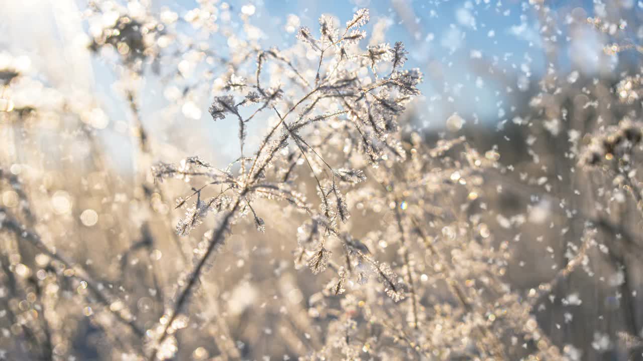 严寒的天气。冬天的背景。冬天森林里的软雪。初霜在冻结的田野植物特写。阳光明媚的早晨。有选择性的重点。自然模糊光散景视频素材