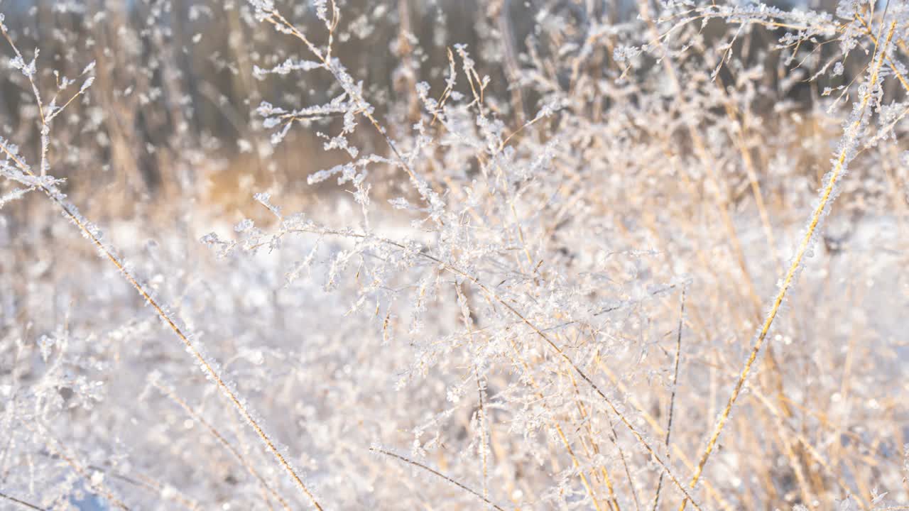 严寒的天气。冬天的背景。冬天森林里的软雪。初霜在冻结的田野植物特写。阳光明媚的早晨。有选择性的重点。自然模糊光散景视频素材