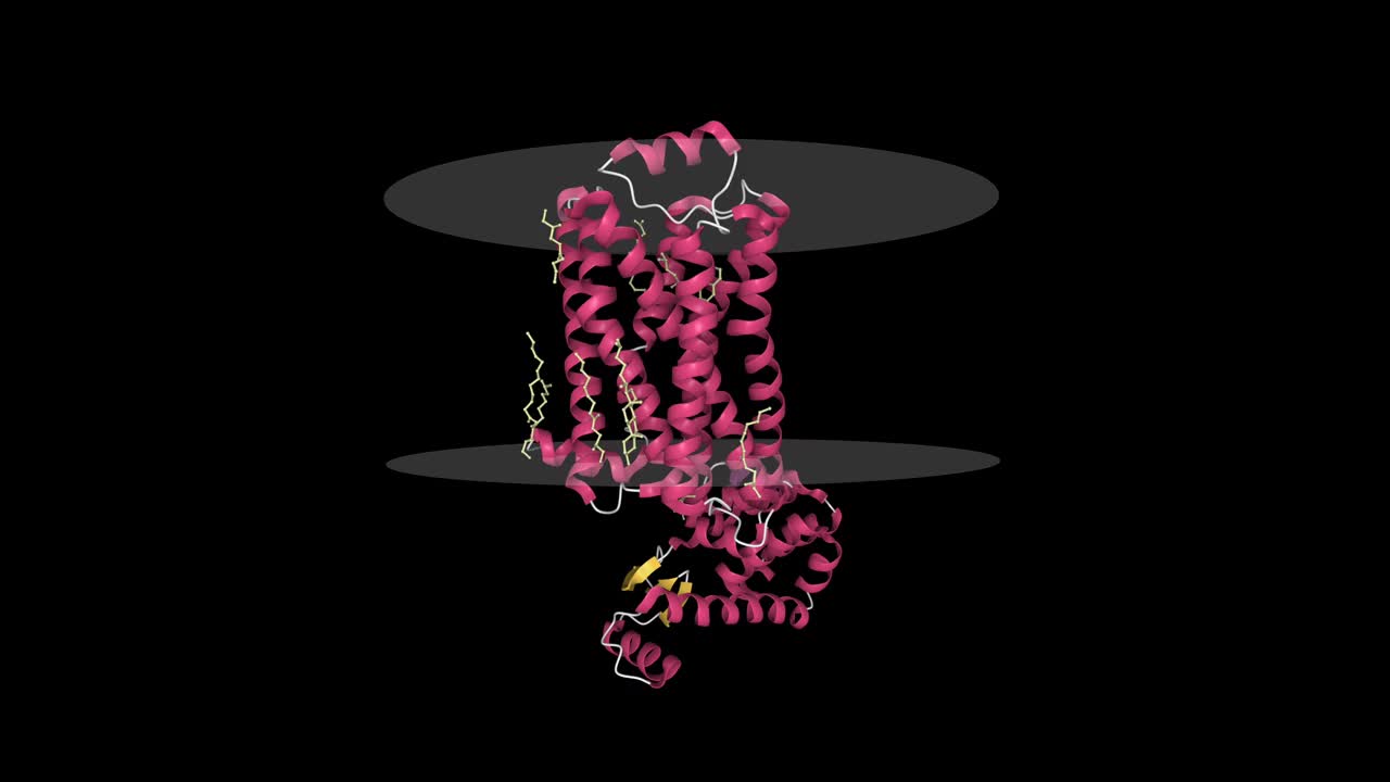 肾上腺素能受体的结构与跨膜区显示视频素材