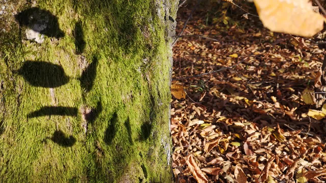 树枝上的叶子在秋天的阳光下视频素材