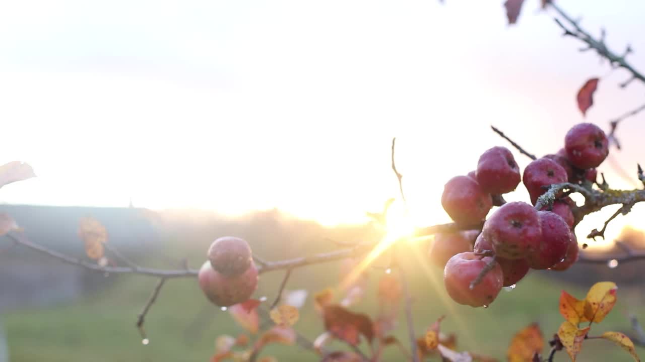 草茎随风摇摆。秋草背景。高质量的全高清镜头视频素材