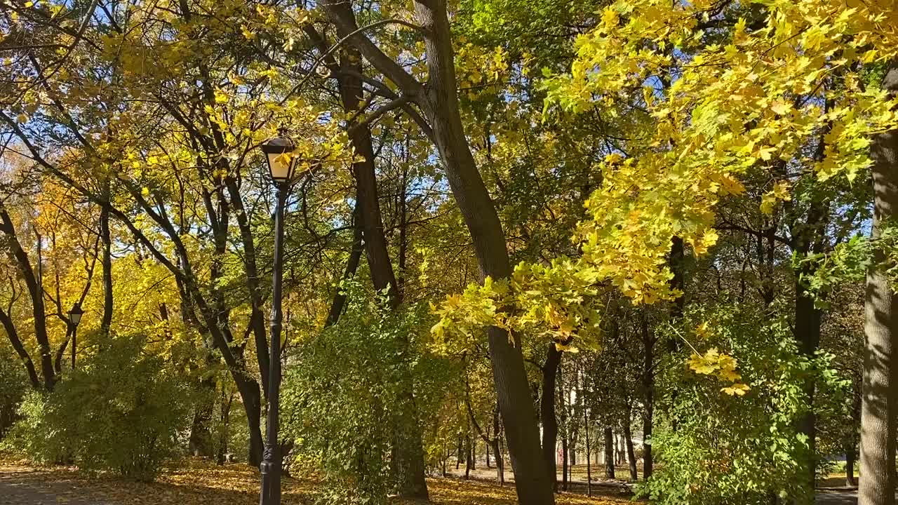 秋天，公园里白杨树的黄叶在树叶飘落的季节，在晴朗的日子里，蓝色的天空为背景。视频素材