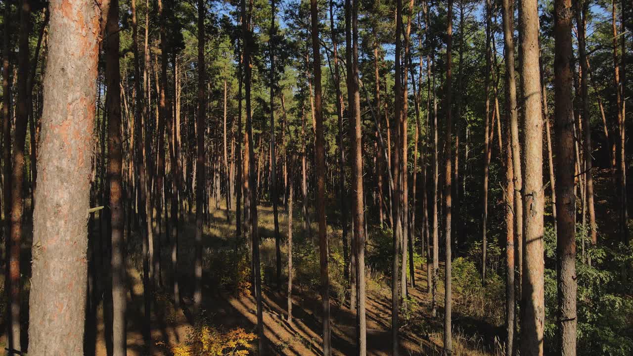 雄蜂在针叶林的高大松树的树干之间飞行。晴天的松树林。4 k分辨率视频视频素材