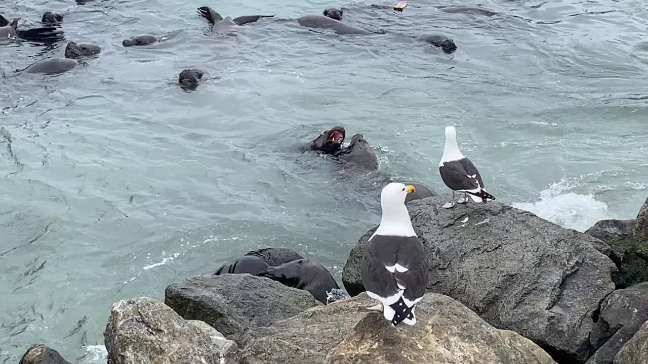 海狮在海上搏斗，海鸥在岩石上视频素材