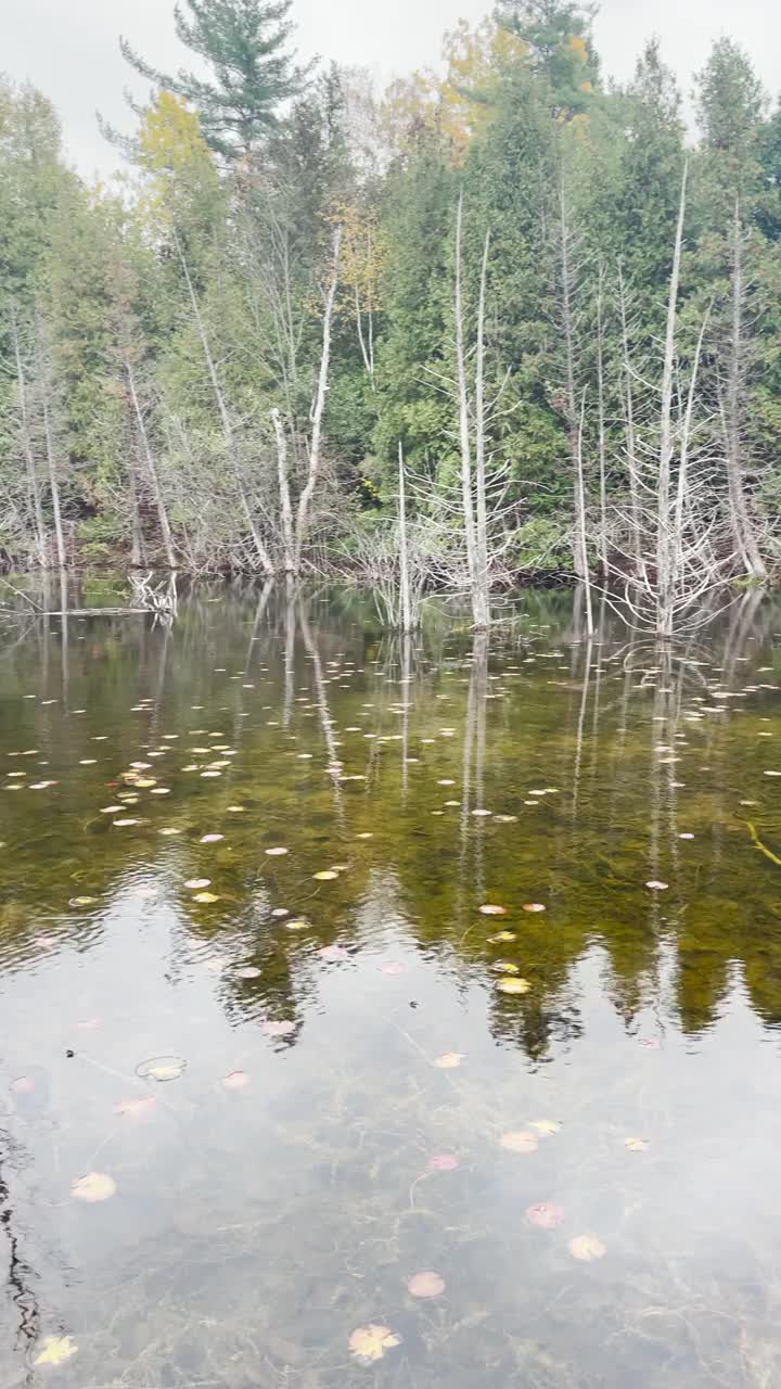 在慢动作中平移湖，看到树在清澈的湖水中反射和涟漪视频素材