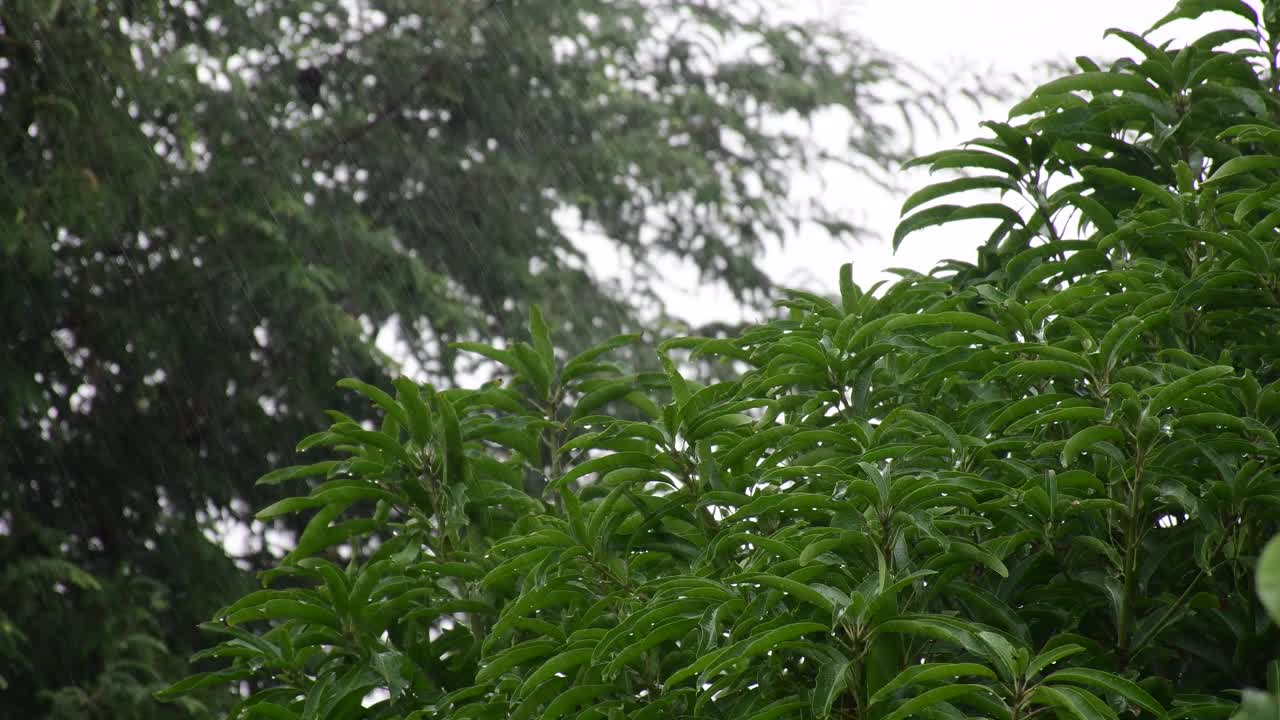 雨季，大雨倾盆视频素材