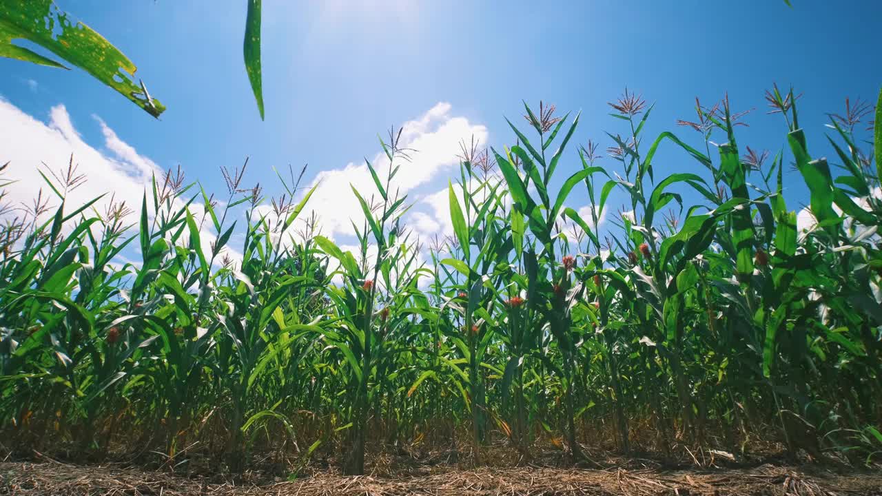 绿色的玉米田在阳光明媚的农业种植园视频素材