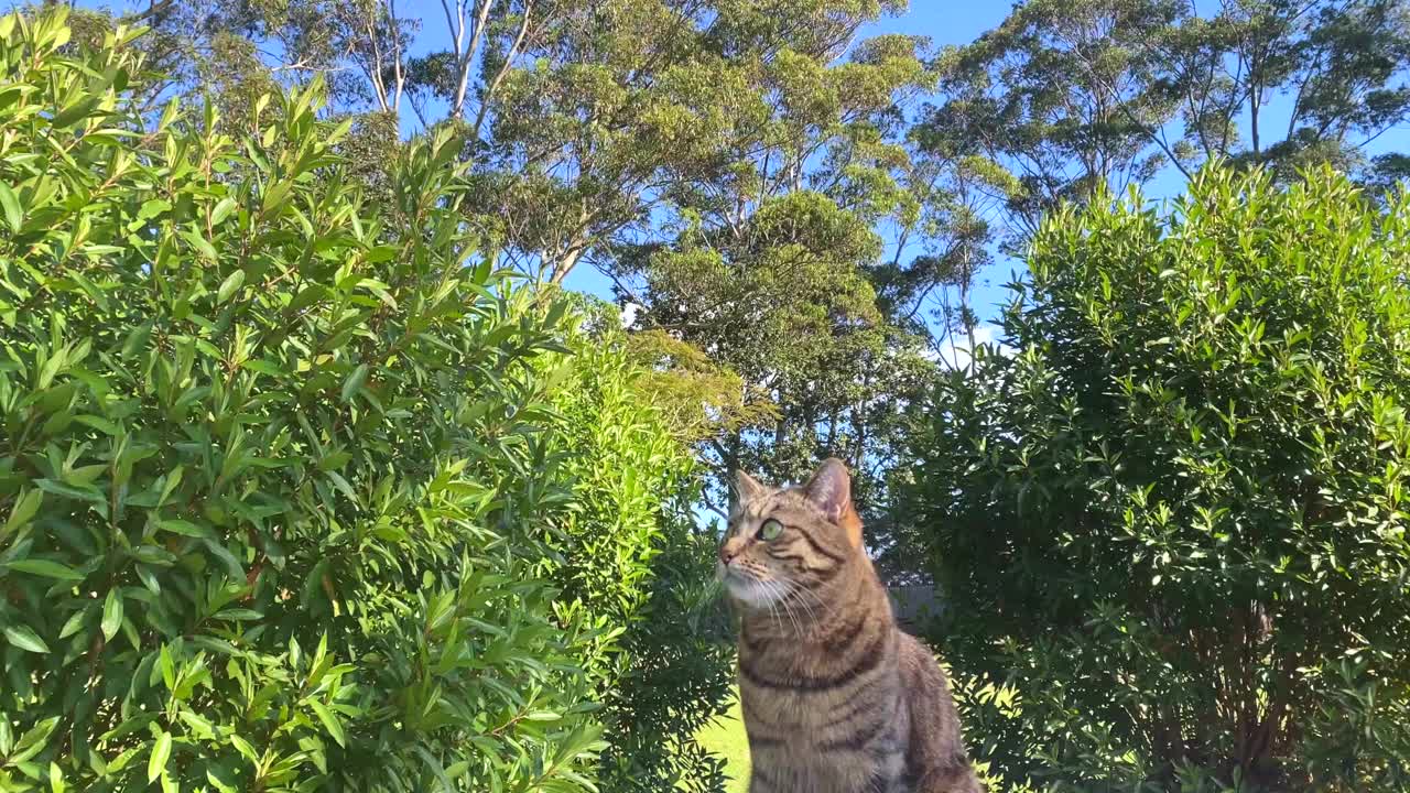 在碧桂园赏猫赏鸟视频素材