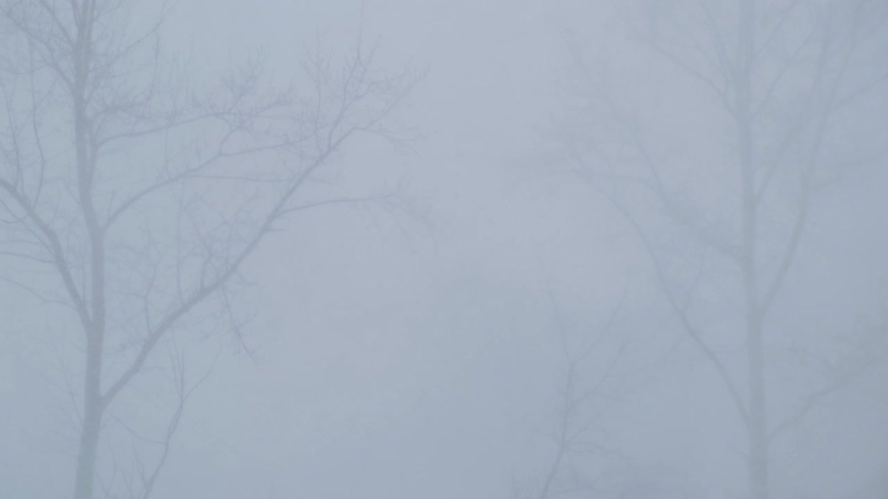 在暴风雪中，树木在风中摇摇晃晃的剪影清晰可见。视频素材