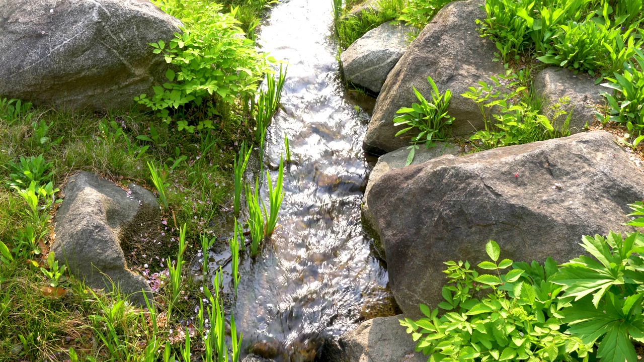 韩国首尔龙山区南山户外植物园的水边和小溪视频素材