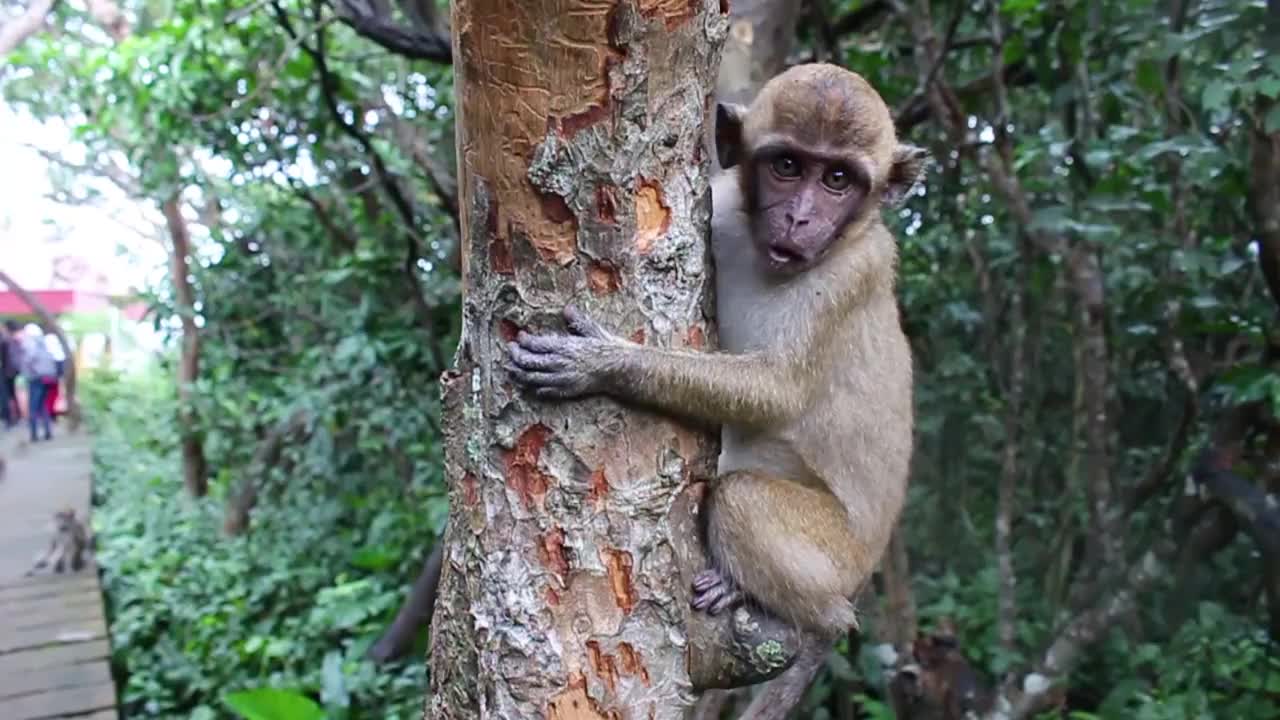 猴子生活在印度尼西亚南加里曼丹岛肯邦岛的天然森林中视频素材