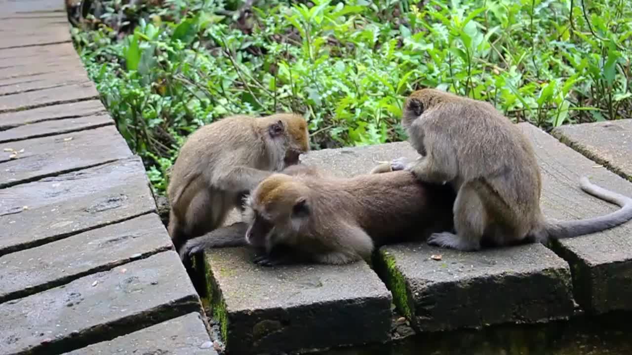 猴子生活在印度尼西亚南加里曼丹岛肯邦岛的天然森林中视频素材