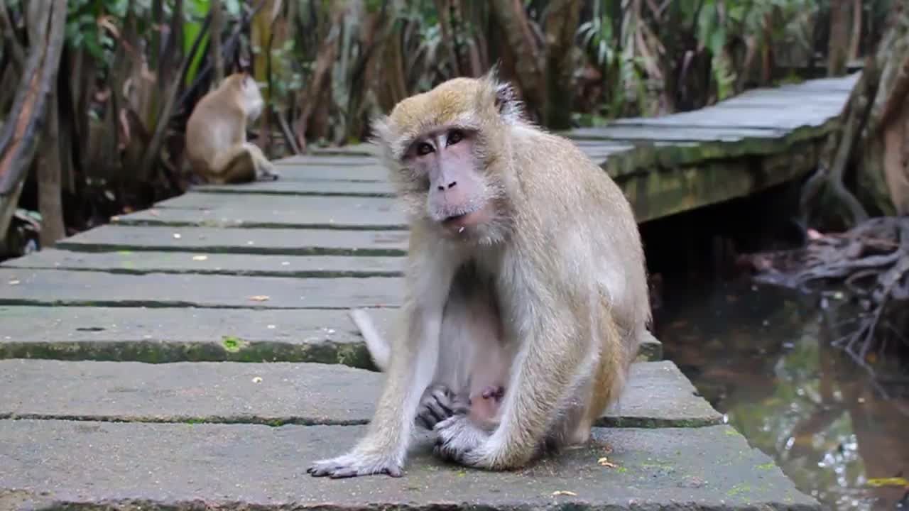 猴子生活在印度尼西亚南加里曼丹岛肯邦岛的天然森林中视频素材