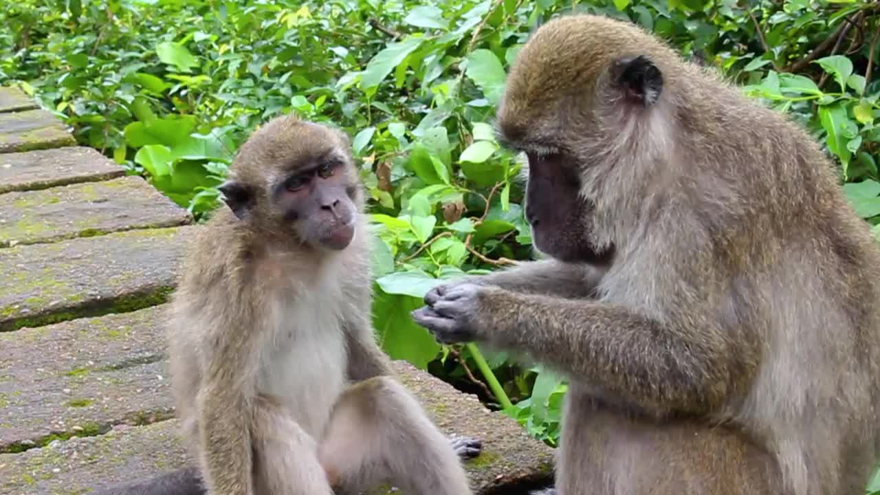 猴子生活在印度尼西亚南加里曼丹岛肯邦岛的天然森林中视频素材