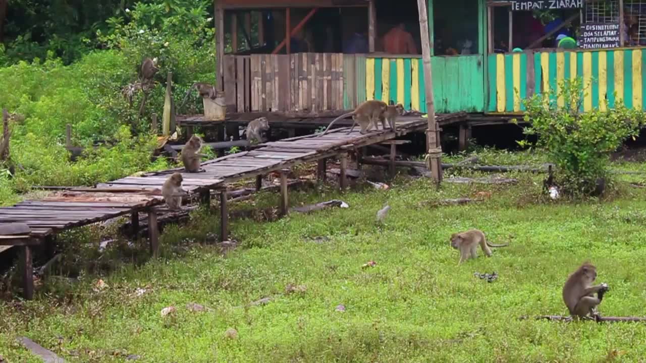 猴子生活在印度尼西亚南加里曼丹岛肯邦岛的天然森林中视频素材