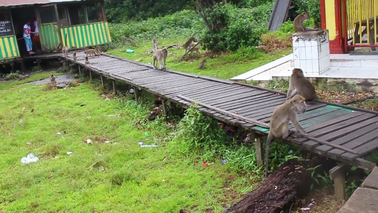 猴子生活在印度尼西亚南加里曼丹岛肯邦岛的天然森林中视频素材