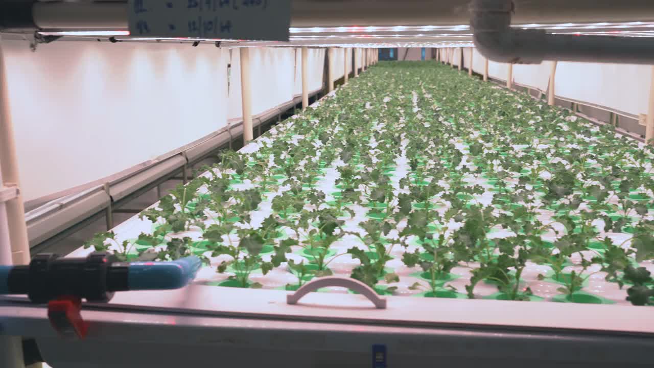 采用LED照明技术栽培植物视频素材