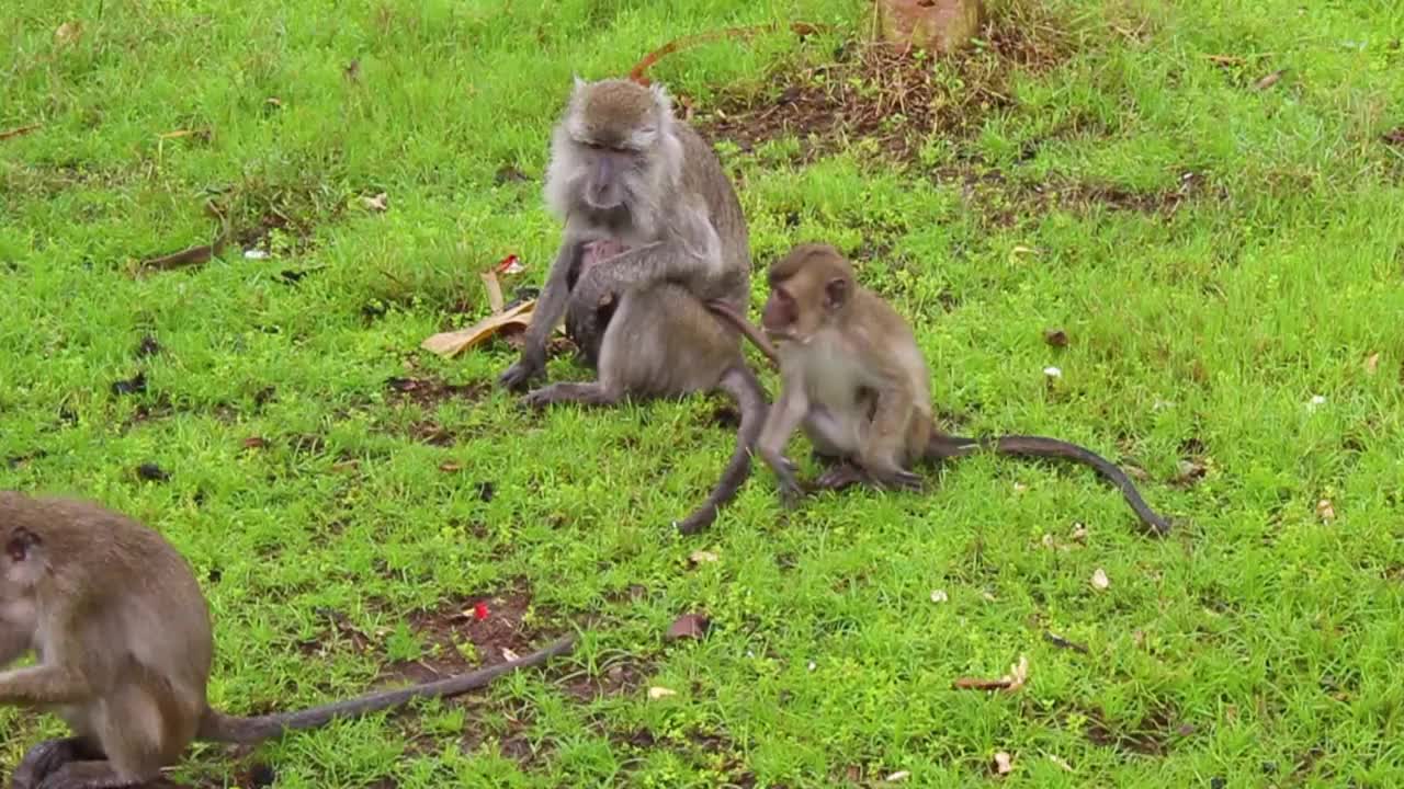 猴子生活在印度尼西亚南加里曼丹岛肯邦岛的天然森林中视频素材