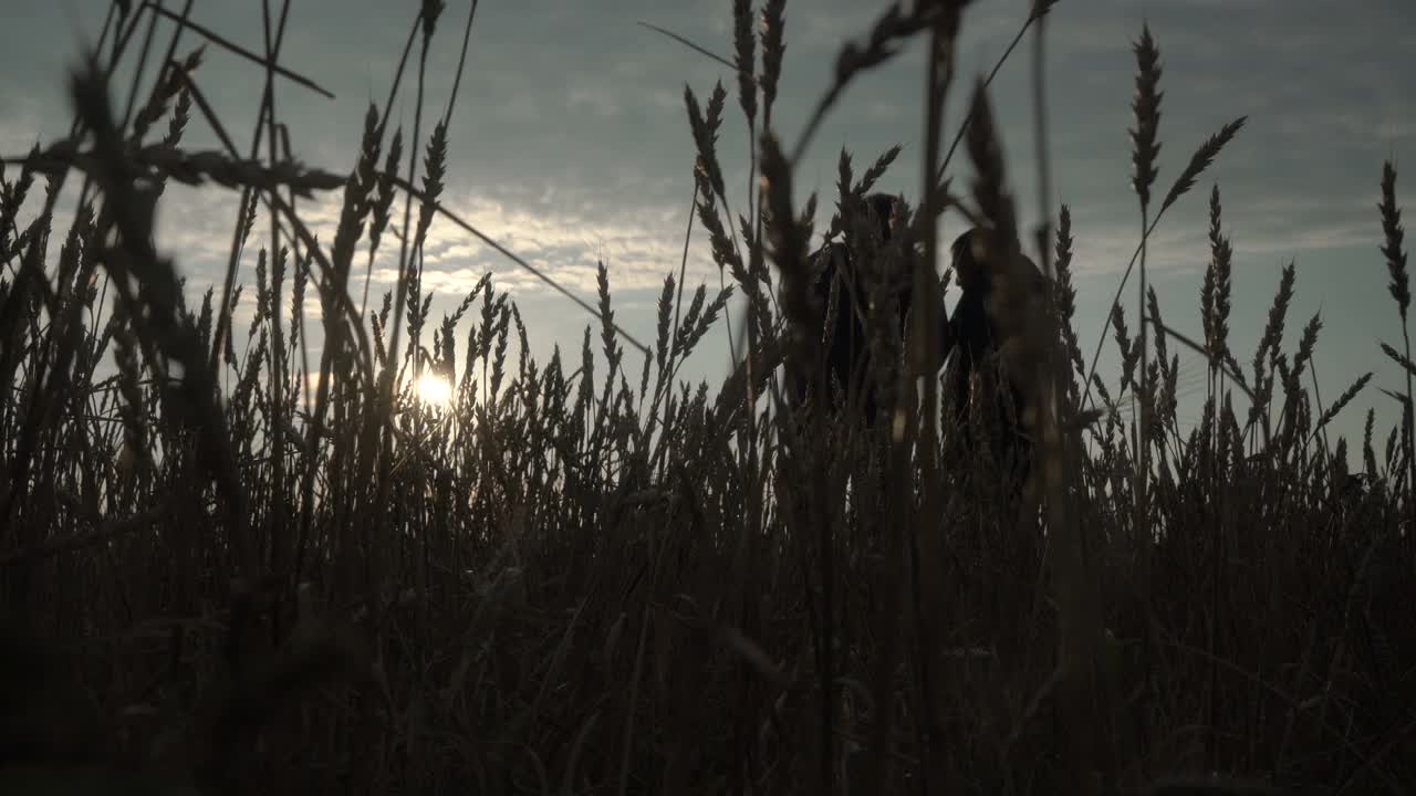 商人和农学家在夕阳西下的地里干活。田里的小麦正在成熟。智能农业业务。视频素材