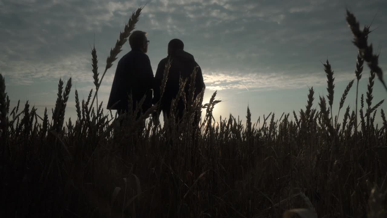 商人和农学家在夕阳西下的地里干活。田里的小麦正在成熟。智能农业业务。视频素材