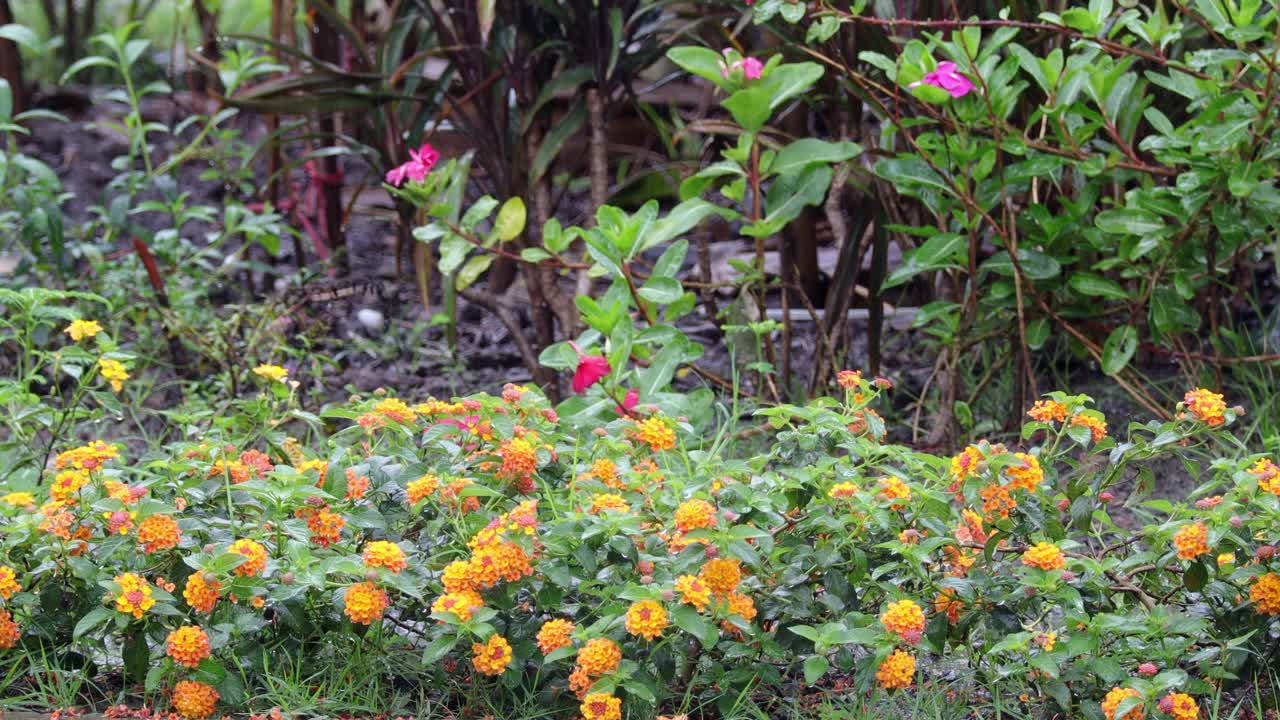 花园里的花在雨中。夏天的花背景与水滴和虚线的雨喷射在背景。概念享受放松的自然。视频素材