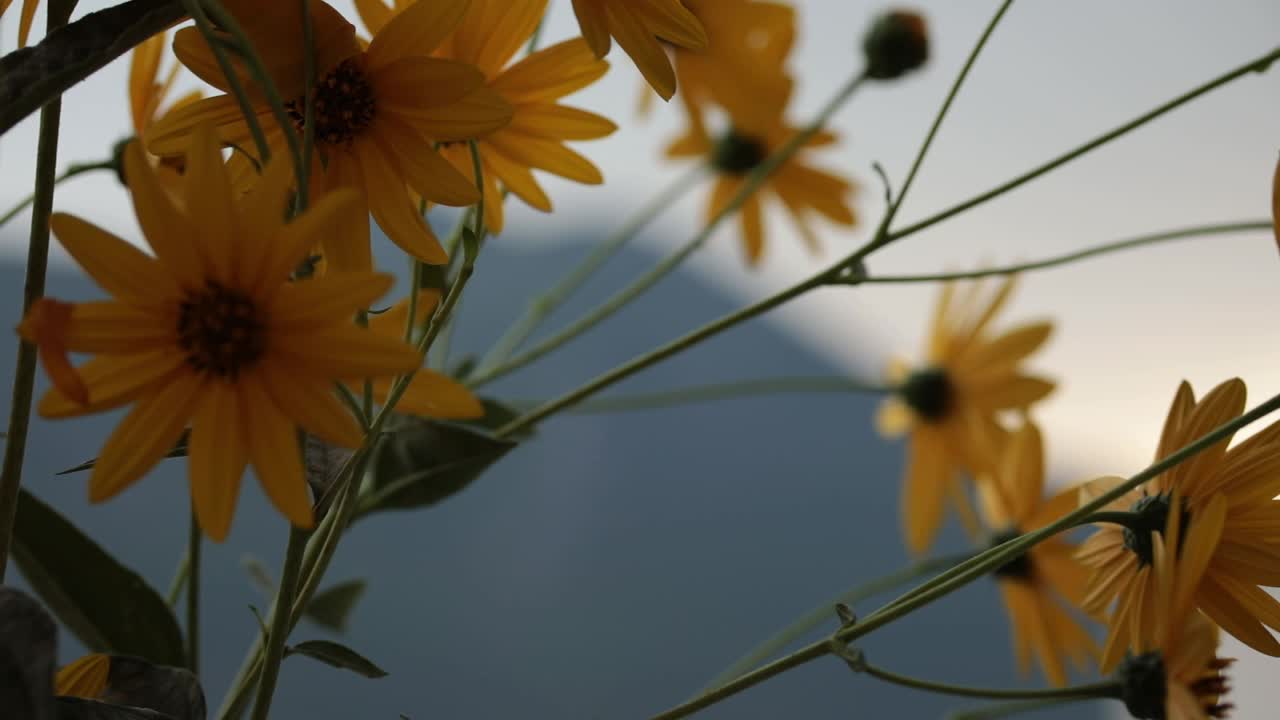 黄花，菊芋，菊芋，洋蓟视频素材