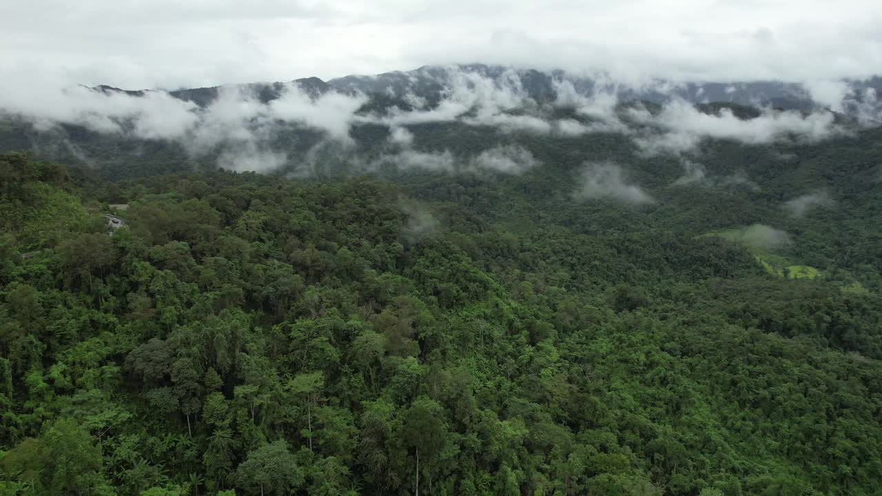 在雾天由无人机鸟瞰绿色雨林和小山视频素材