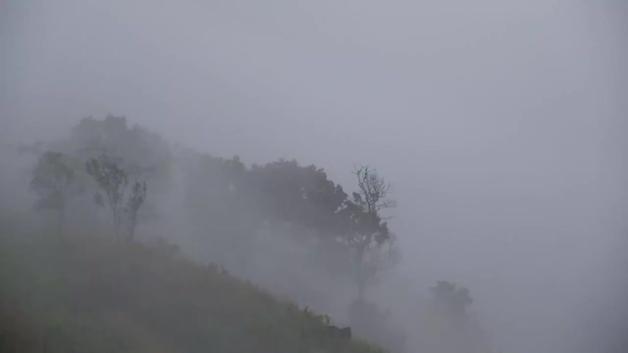 慢动作景观景观的绿色雨林山在雾天视频素材