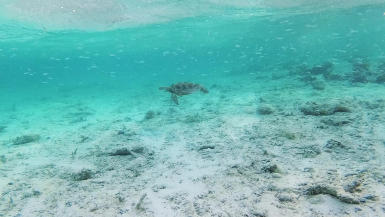 玳瑁海龟在海里游泳视频素材