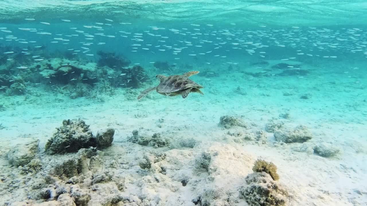 玳瑁海龟在海里游泳视频素材