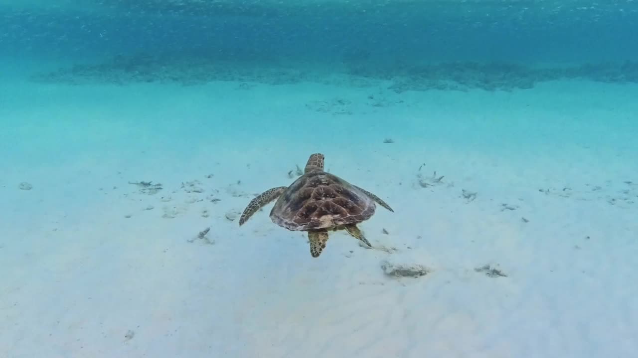 玳瑁海龟在海里游泳视频素材